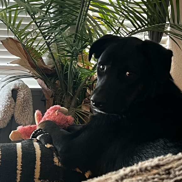 Meet your Posher, Amie - Picture 8 of 16